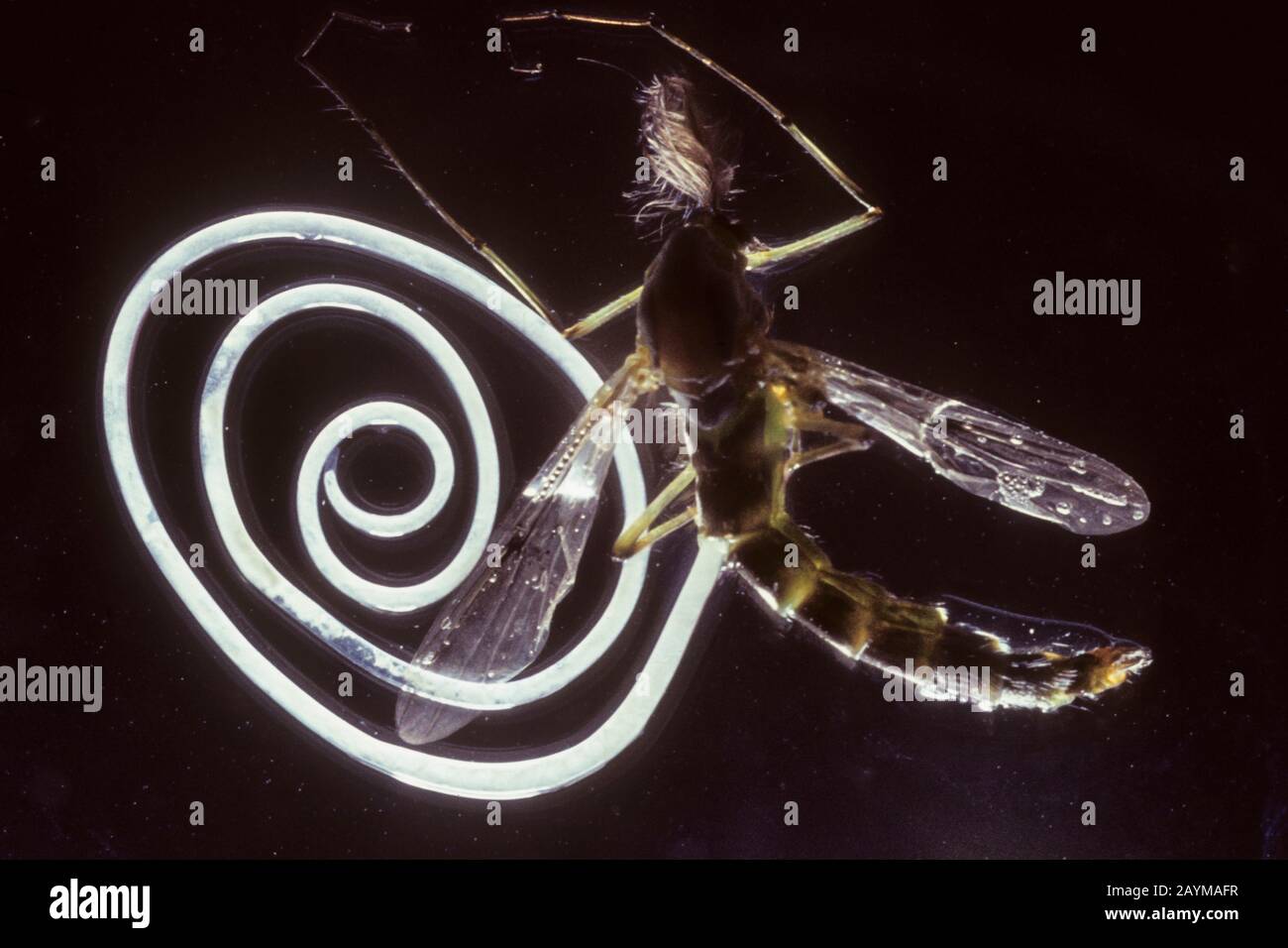 Mermithida (Mermithidae), wurm laissant moustique Banque D'Images