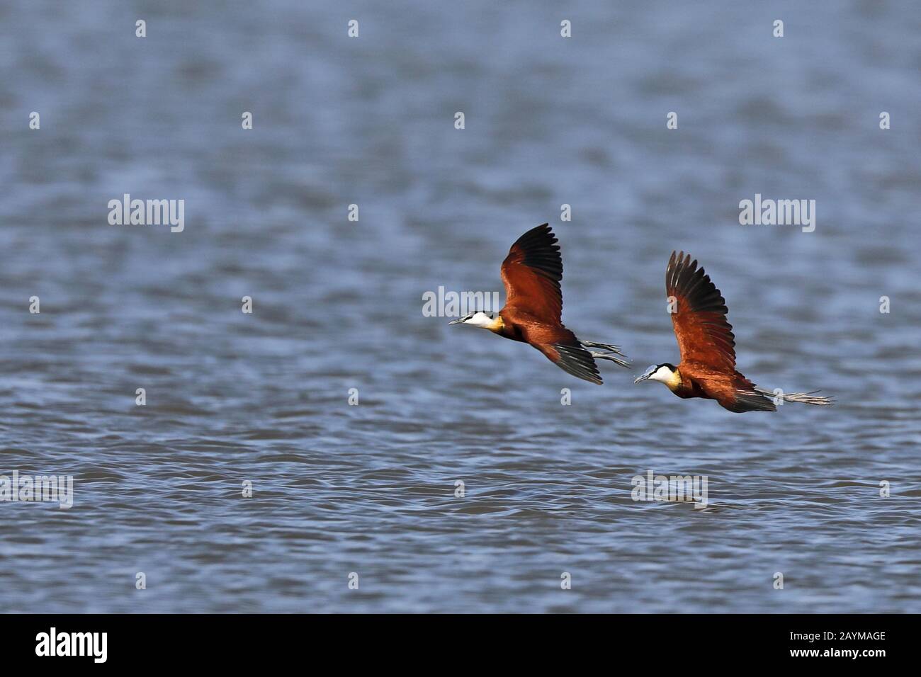 African jacana (Actophidornis africana), paire en vol, Afrique du Sud, Kwazulu-Natal, Mkhuze Game Reserve Banque D'Images