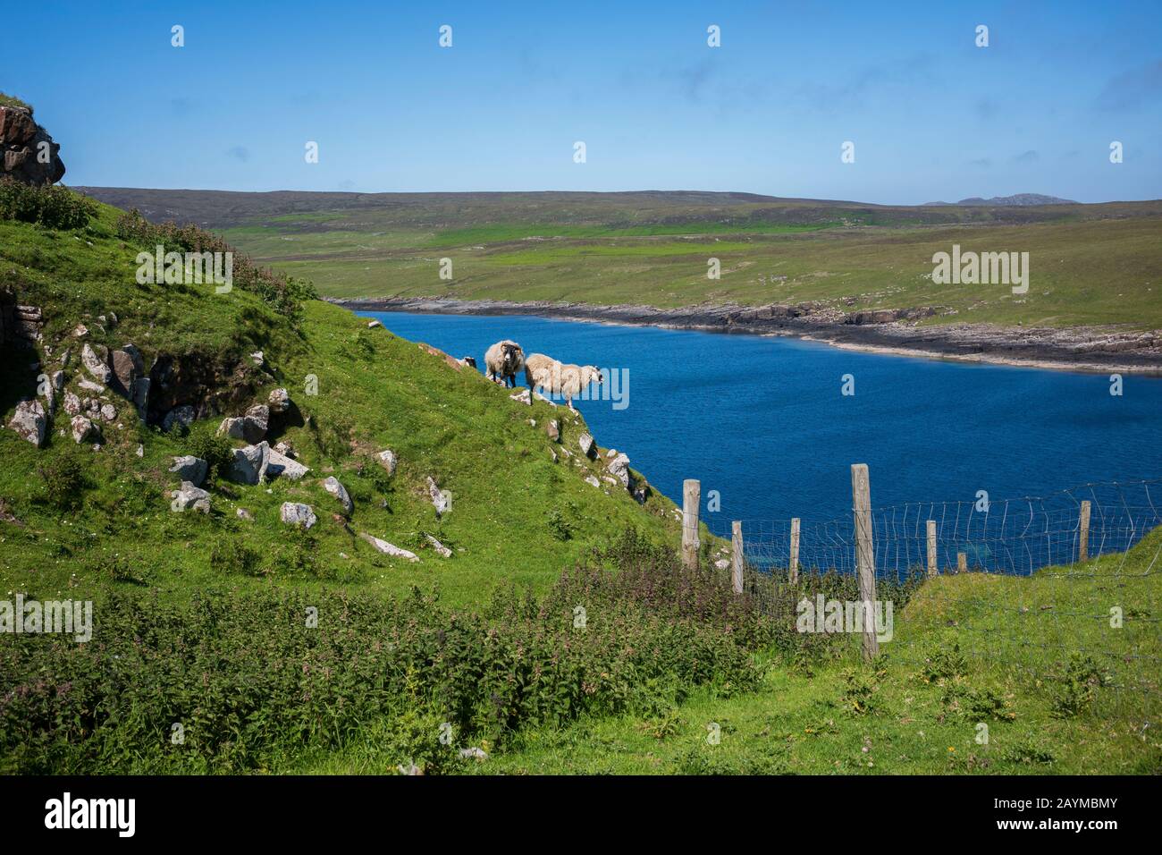 Pagaze de mouton et promenade le long d'une falaise située sur l'île de Skye, Duntulm, Ecosse, près de la baie de Tulm sur un nuage, jour d'été. Banque D'Images