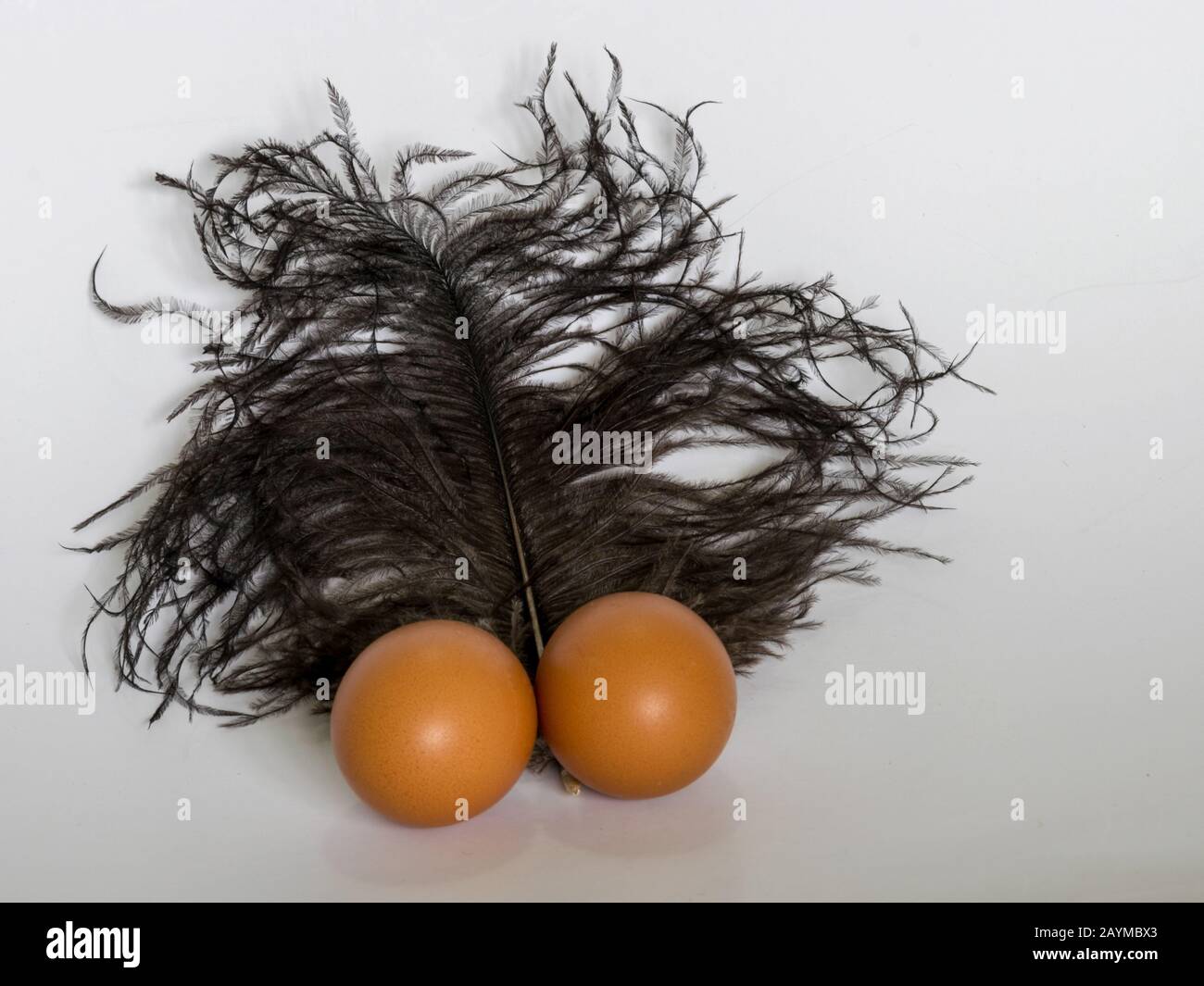Toujours la vie avec des œufs et la plume d'oiseau noir, convient pour Pâques Banque D'Images