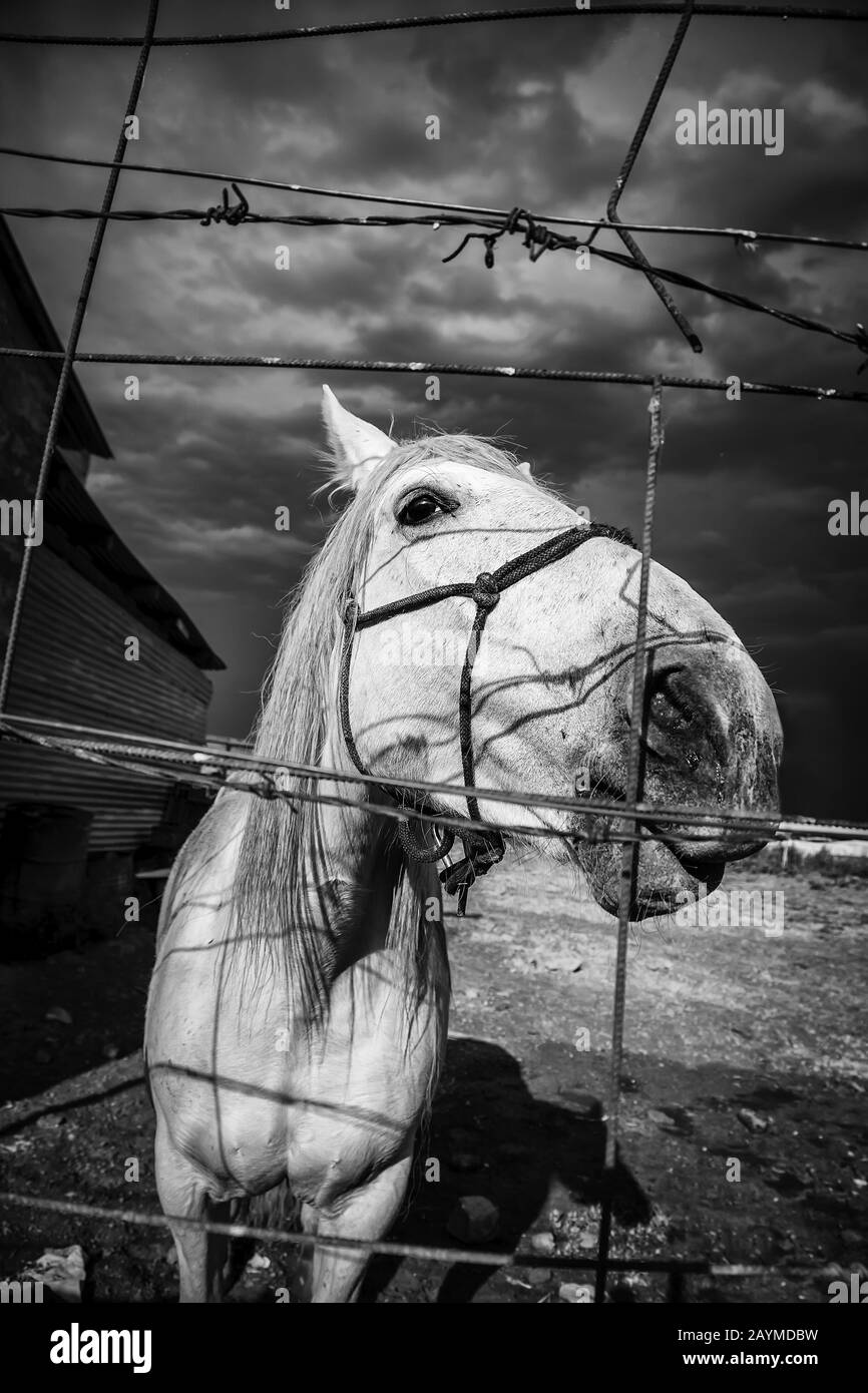 Cheval dans stable, industrie animale, confinement, Banque D'Images