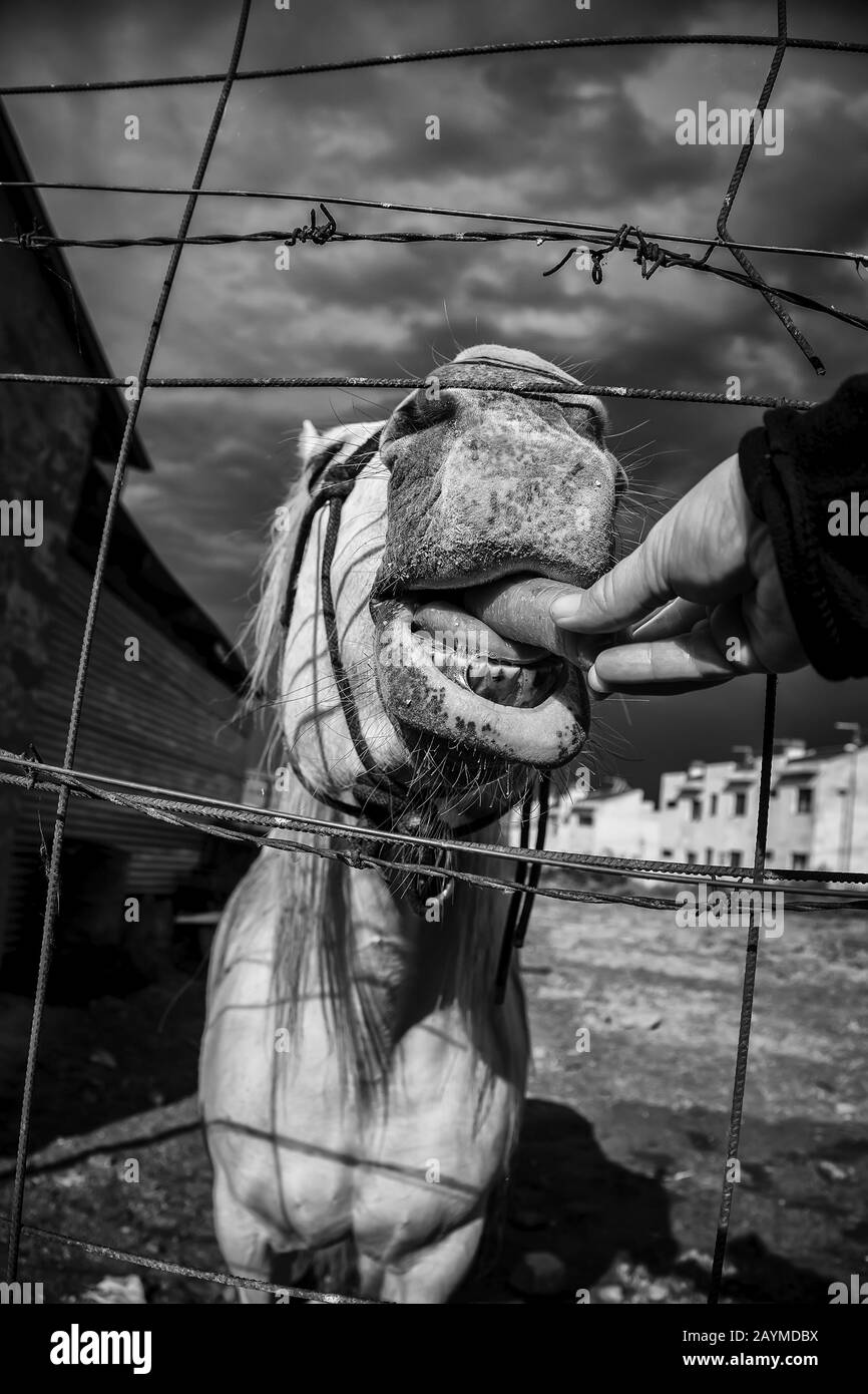 Cheval dans stable, industrie animale, confinement, Banque D'Images