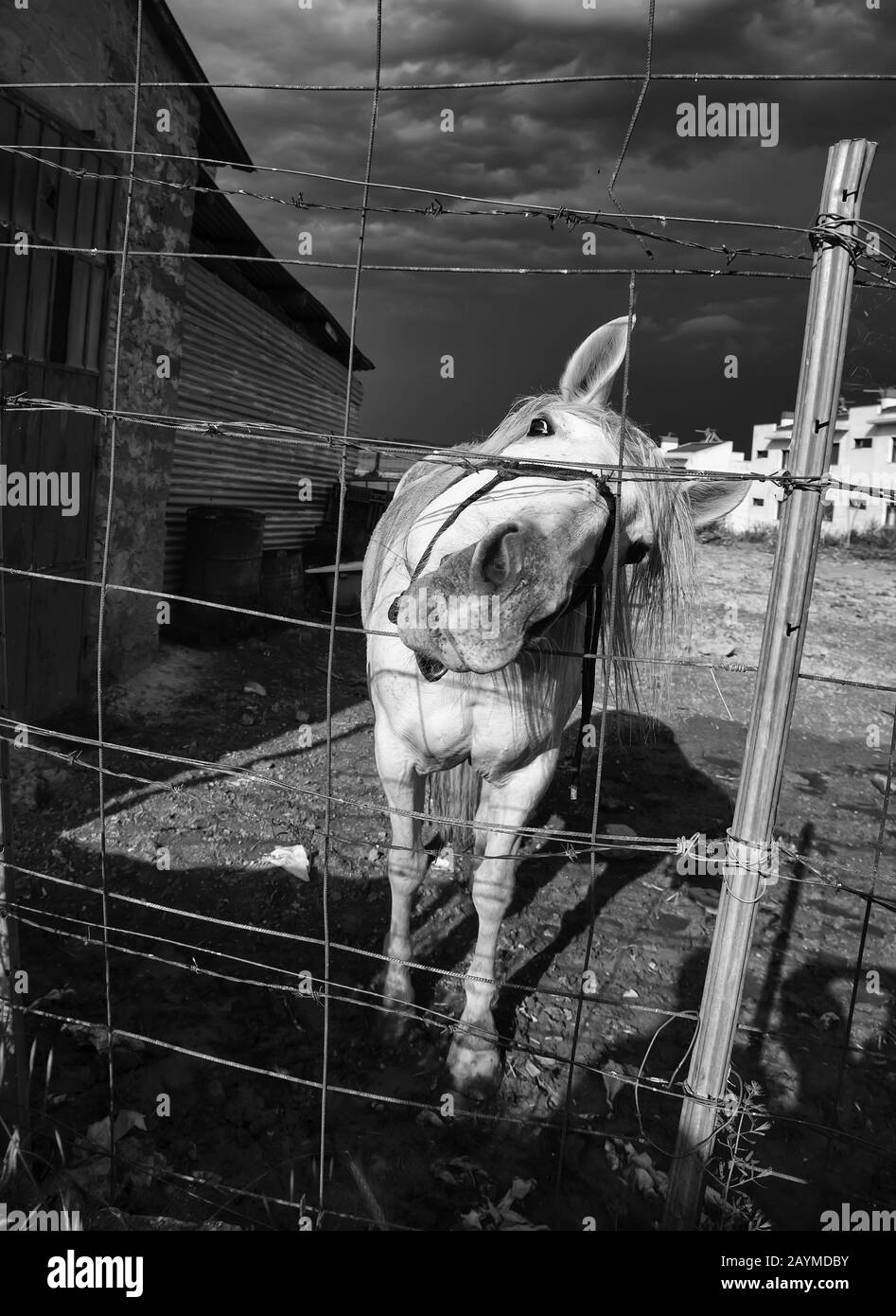Cheval dans stable, industrie animale, confinement, Banque D'Images