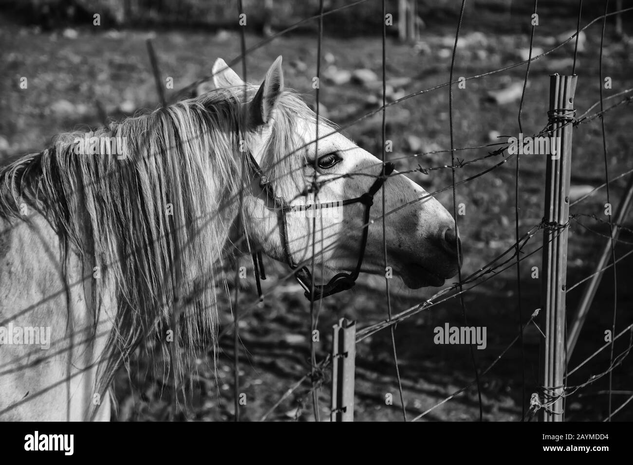 Cheval dans stable, industrie animale, confinement, Banque D'Images