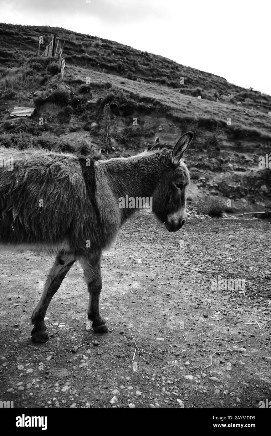 Ânes dans la ferme animale, parc naturel Banque D'Images
