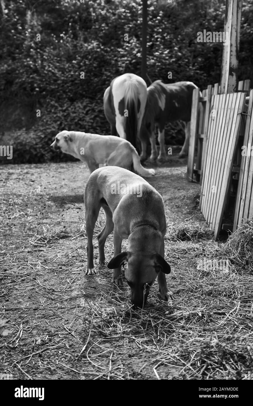 Chiens mastiff tristes sur le terrain, abandon d'animaux Banque D'Images