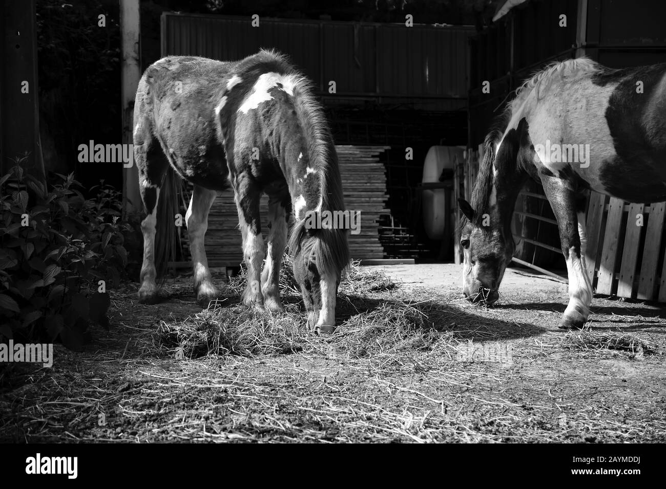 Cheval dans stable, industrie animale, confinement, Banque D'Images
