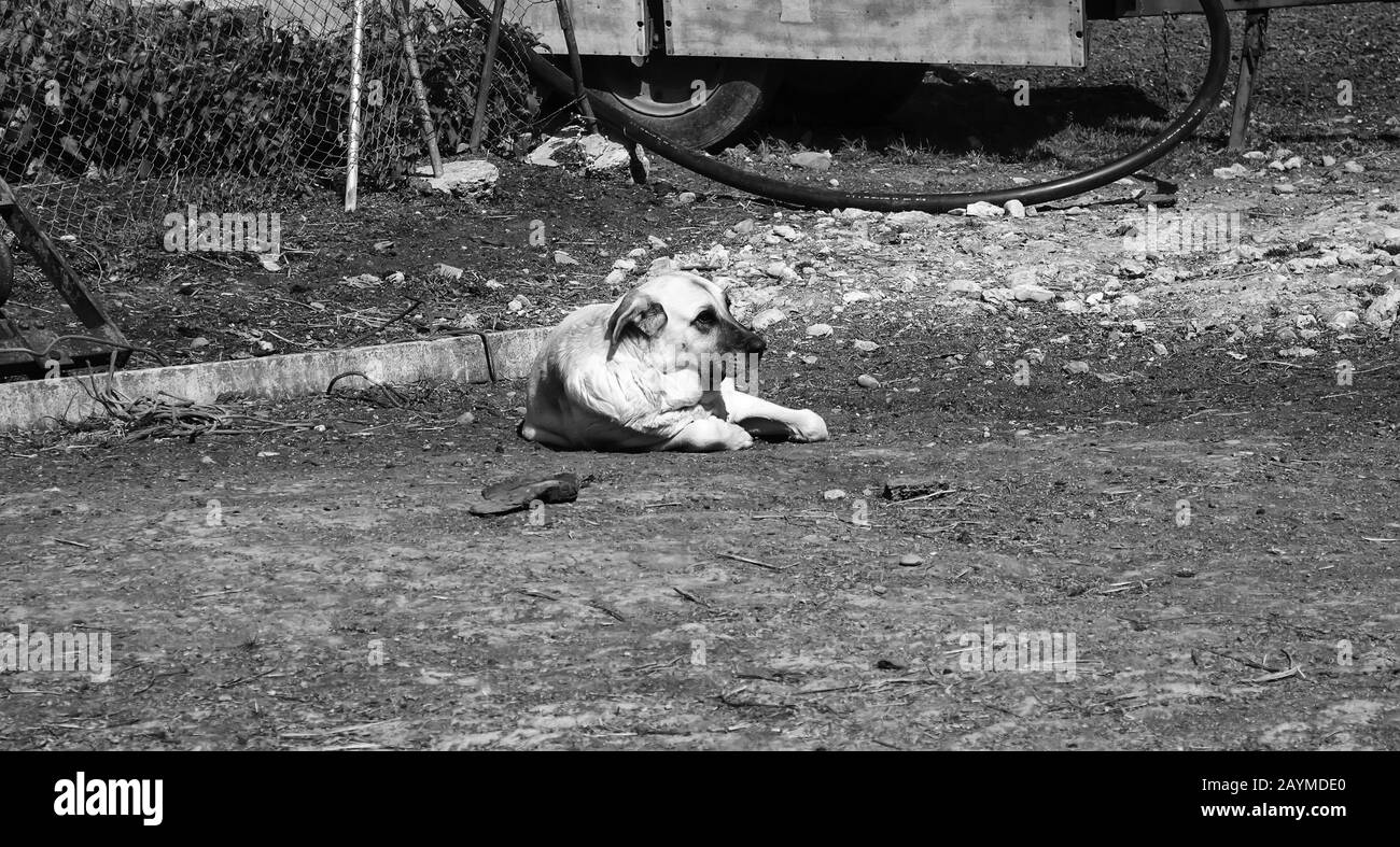 Chiens mastiff tristes sur le terrain, abandon d'animaux Banque D'Images