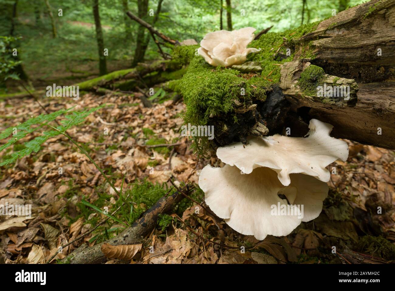 Champignons à huîtres branchies (Pleurotus cornucopiae) sur un arbre tombé. Banque D'Images