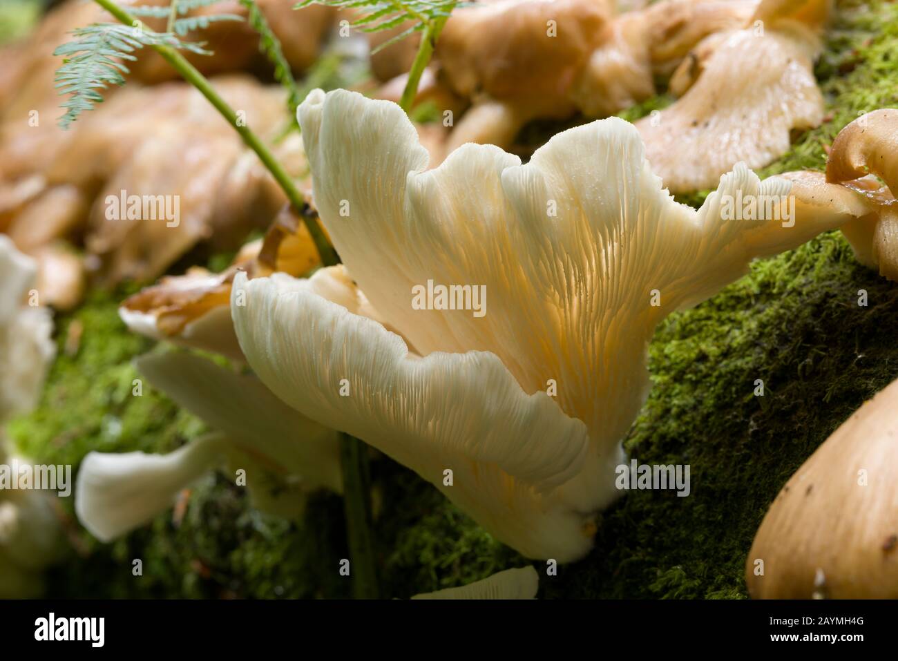 Champignons à huîtres branchies (Pleurotus cornucopiae) sur un arbre tombé. Banque D'Images