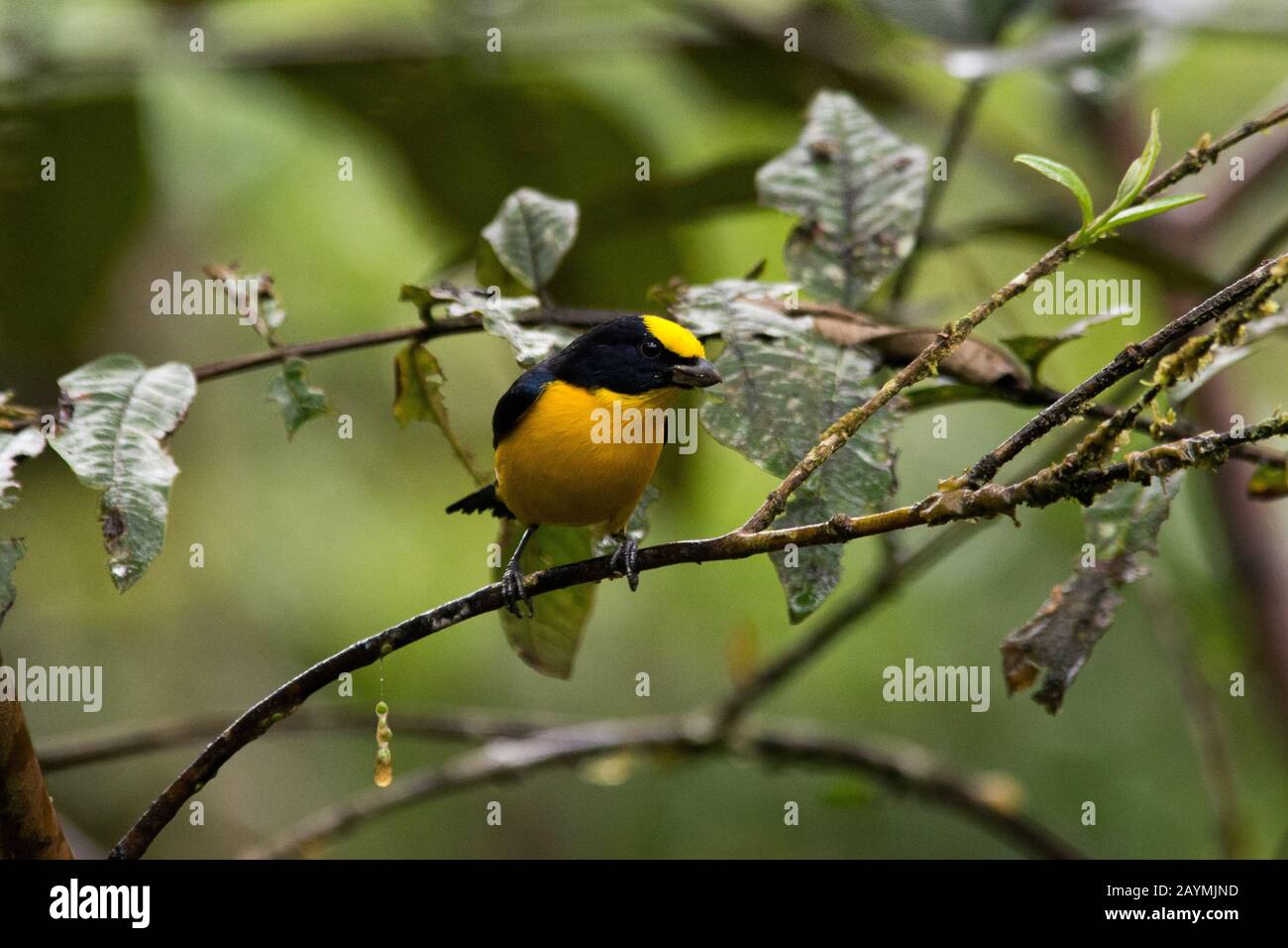 euphonia à bec épais dans la forêt nuageuse qui couvre les pentes orientales des Andes près de Zamora en Équateur. Banque D'Images