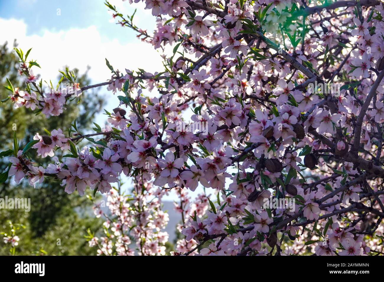 Fleur d'amande rose sur arbre, printemps, Finestrat, Costa Blanca, Espagne Banque D'Images