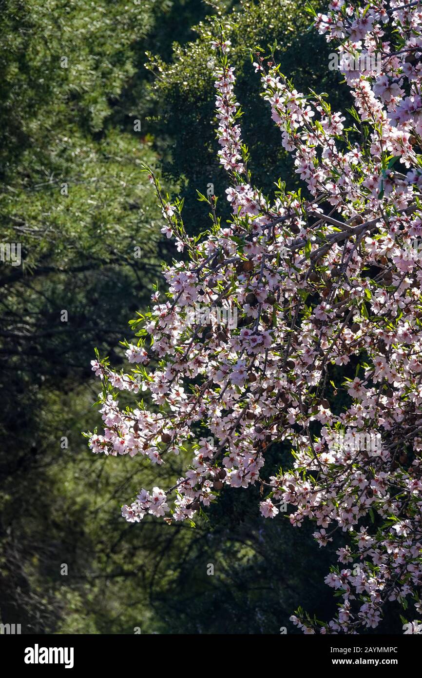 Fleur d'amande rose sur arbre, printemps, Finestrat, Costa Blanca, Espagne Banque D'Images