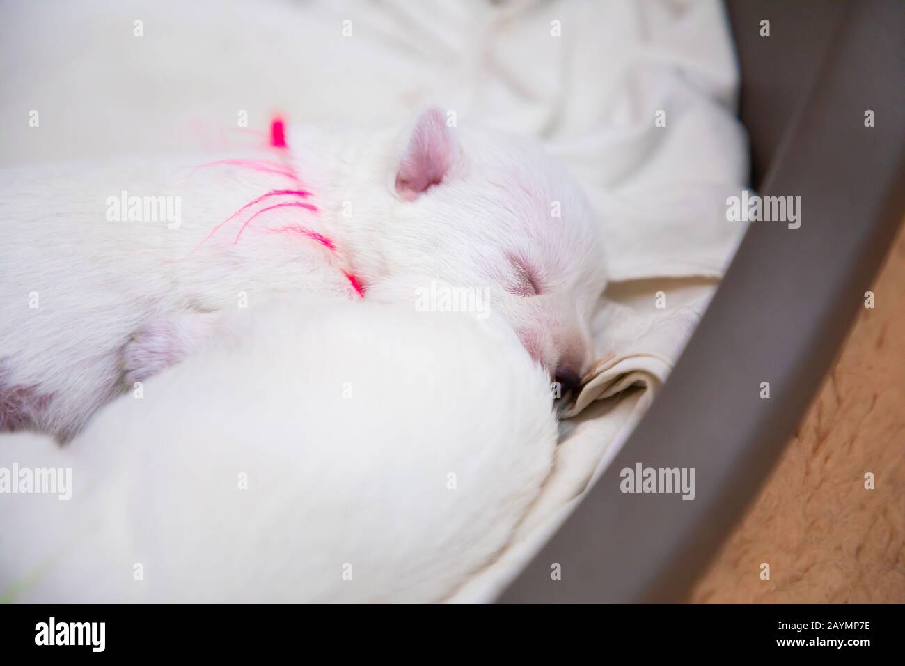 Nouveau-né chiots pain West Highland White Terrier ou Westie dormir à côté de l'autre dans leur panier Banque D'Images