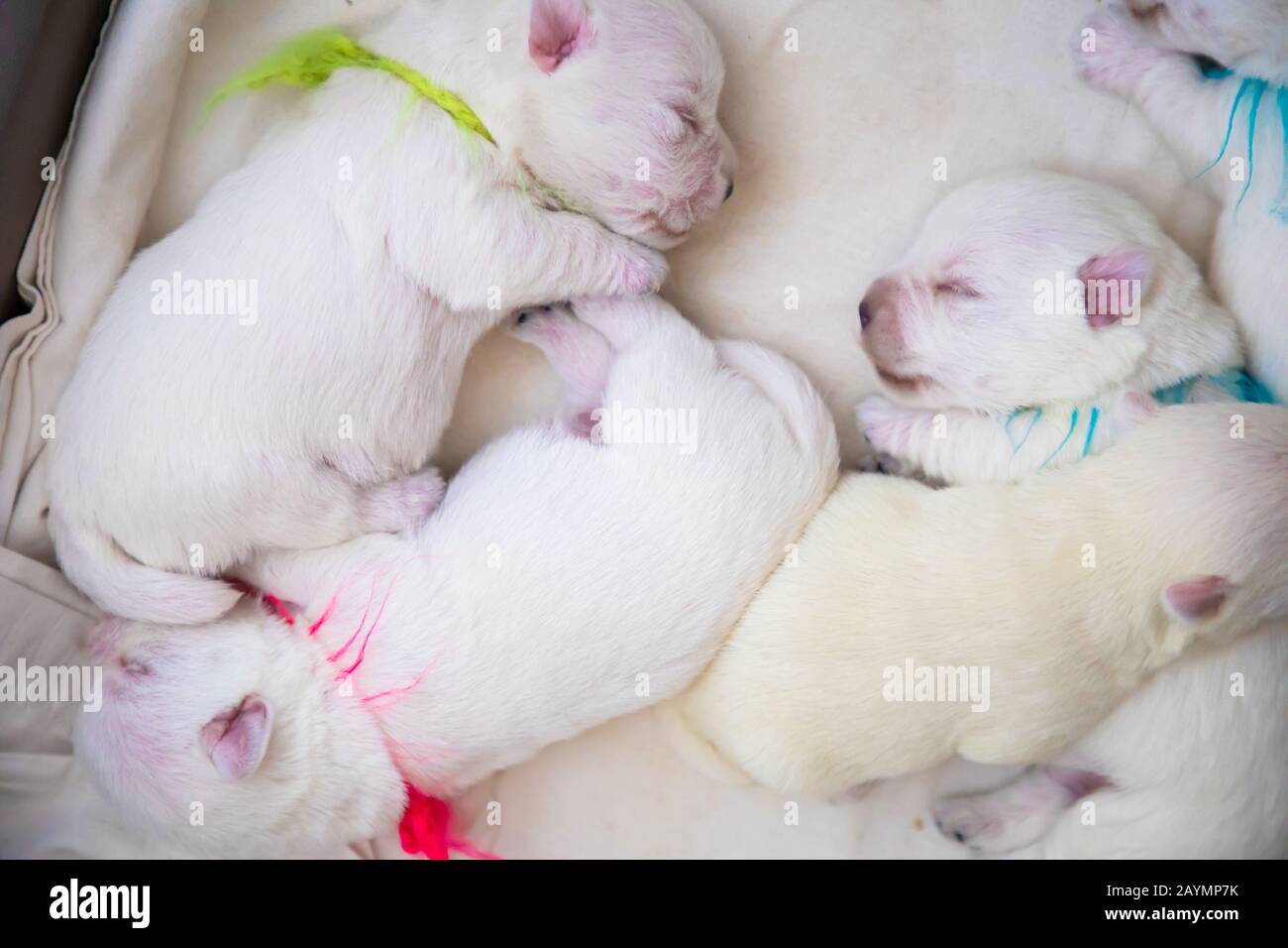 Nouveau-né chiots pain West Highland White Terrier ou Westie dormir à côté de l'autre dans leur panier Banque D'Images