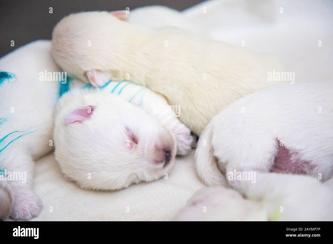 Nouveau-né chiots pain West Highland White Terrier ou Westie dormir à côté de l'autre dans leur panier Banque D'Images