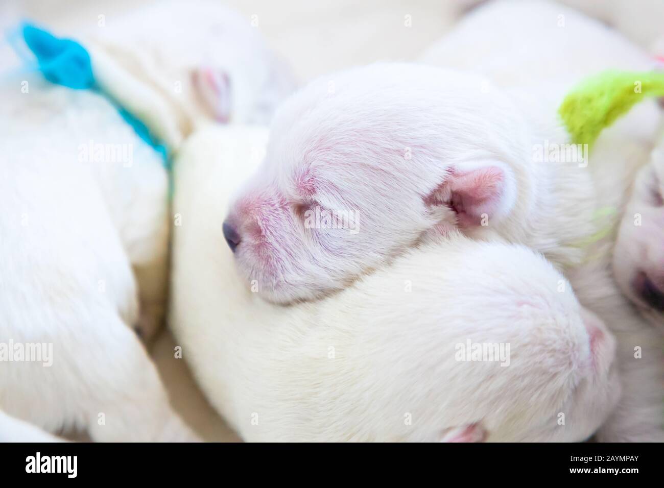 Nouveau-né chiots pain West Highland White Terrier ou Westie dormir à côté de l'autre dans leur panier Banque D'Images