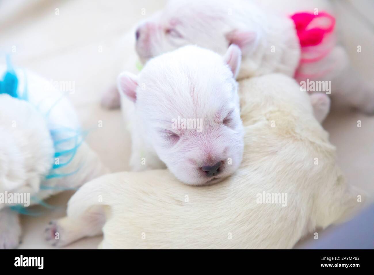 Nouveau-né chiots pain West Highland White Terrier ou Westie dormir à côté de l'autre dans leur panier Banque D'Images