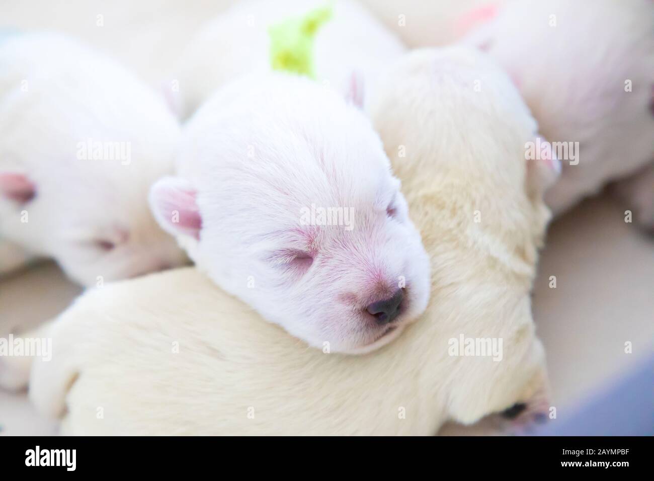 Nouveau-né chiots pain West Highland White Terrier ou Westie dormir à côté de l'autre dans leur panier Banque D'Images
