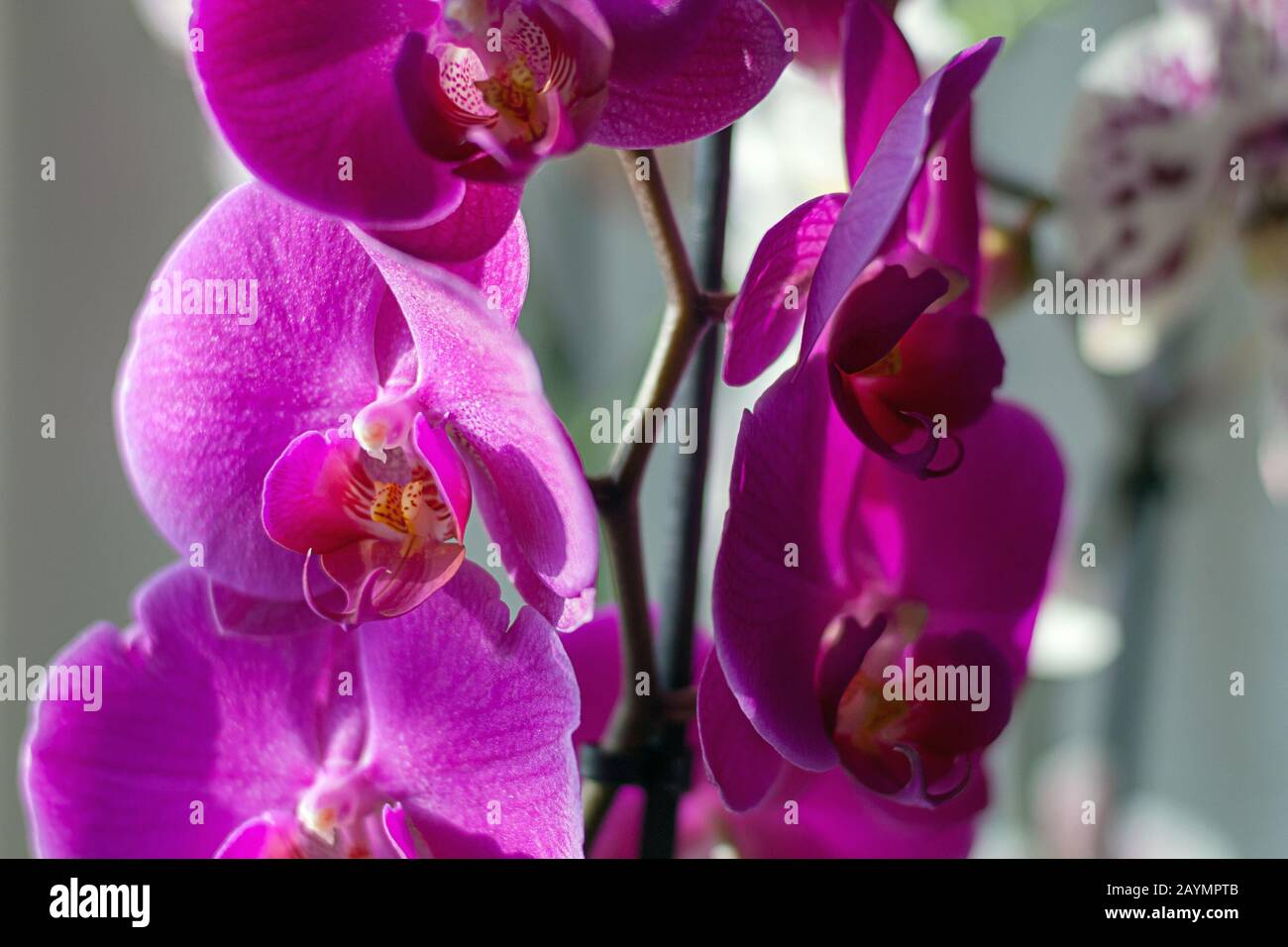 Orchidées Phalaenopsis en pleine floraison à la lumière du soleil, gros plan, foyer sélectif Banque D'Images