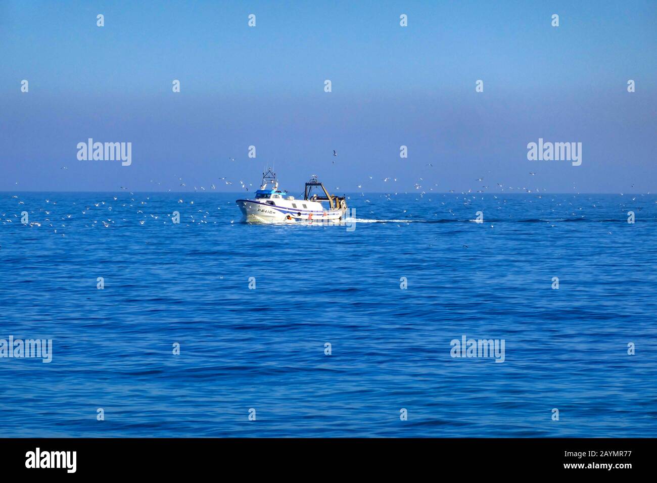 Bateau de pêche blanc avec mouettes, retour au port, port, Torrevieja, Costa Blanca, Espagne Banque D'Images