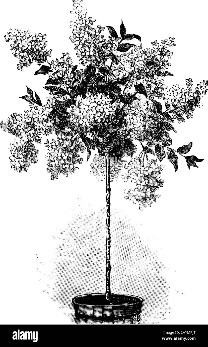 Illustration, gravure ou dessin d'œuvres d'art anciennes de lignes anciennes ou floraison d'hortensia ou d'hortensia dans un pot de fleurs ou de plantes.concept de jardinage. Illustration de Vecteur