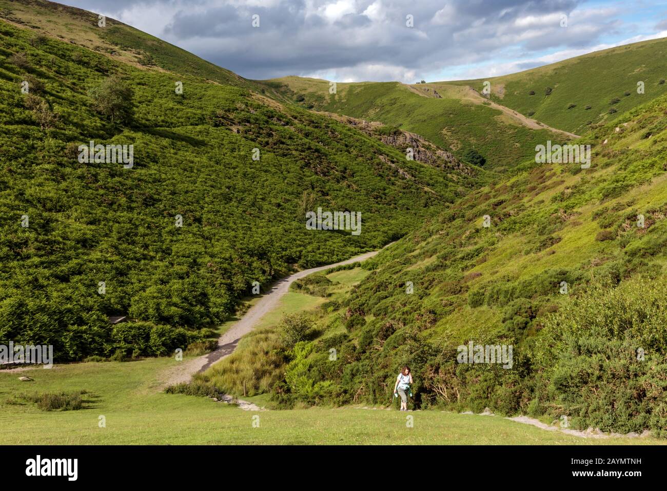 Un marcheur solitaire sur un chemin dans Carding Mill Valley sur le long Mynd près de Church Stretton dans les collines de Shropshire, Angleterre, Royaume-Uni Banque D'Images
