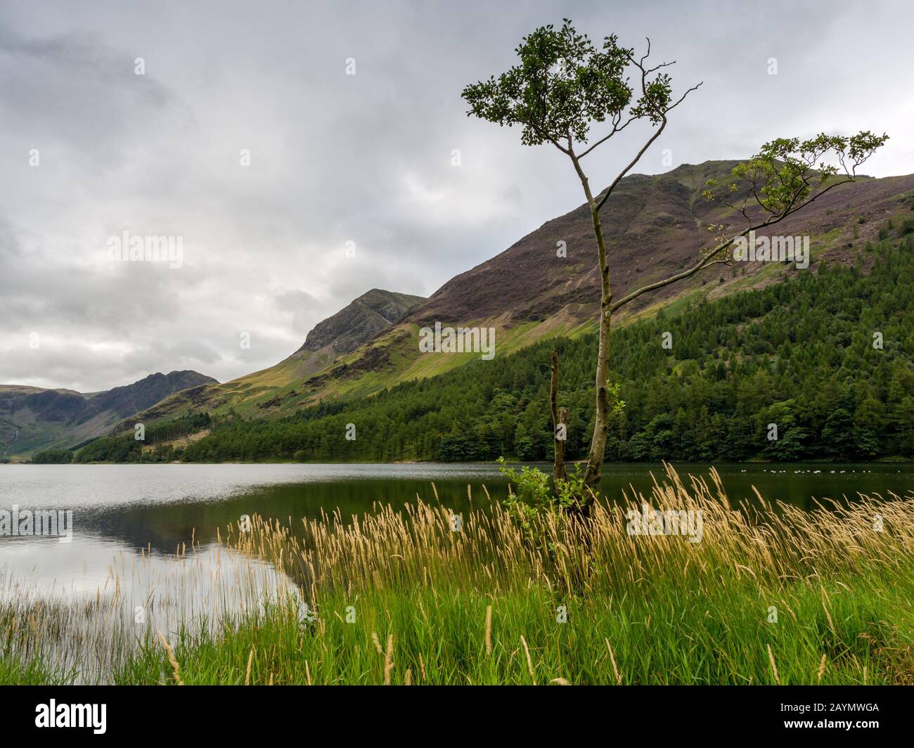 Arbre solitaire à la tête du lac Buttermere, parc national du Lake District, Cumbria, Angleterre, Royaume-Uni Banque D'Images