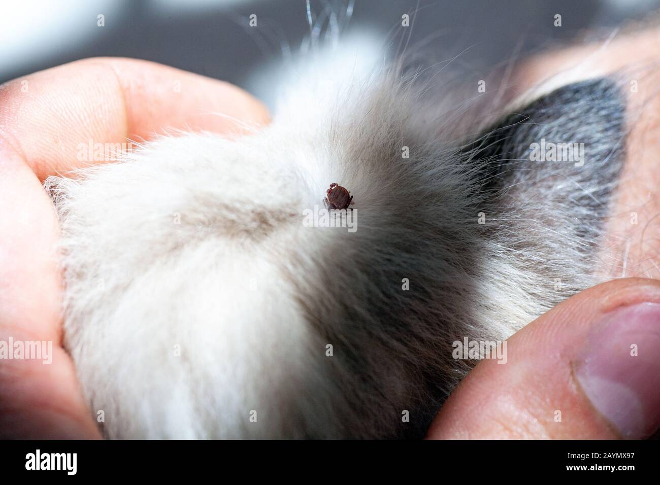 Une Tique Infectieuse Ixodique Collee A La Tete D Un Chaton Une Coche Un Peu Un Animal De Compagnie Trouve Une Tique Virale Sucette Parmi Les Cheveux Denses D Un Chat Photo Stock