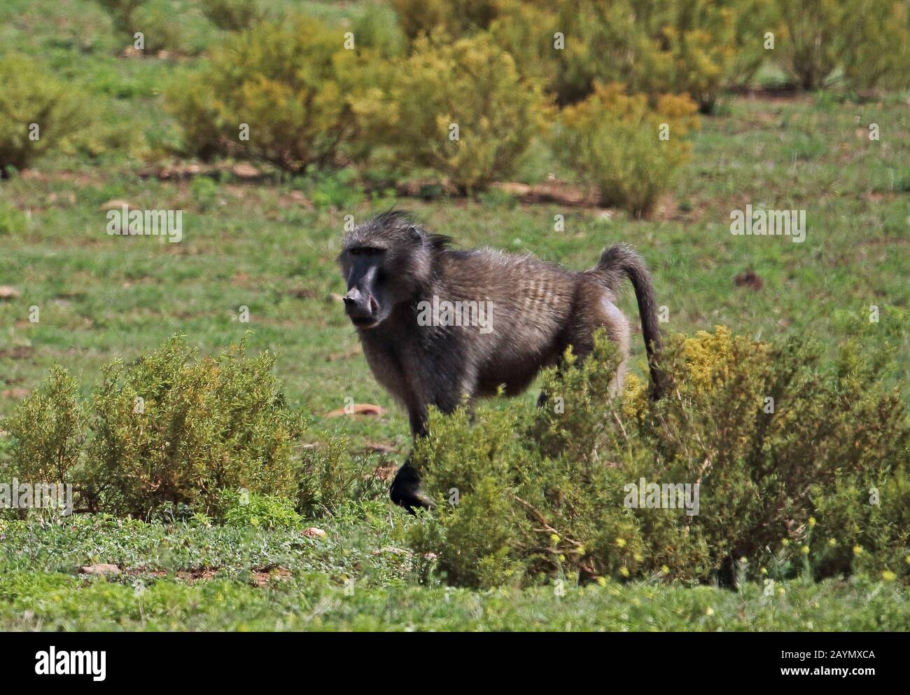 Chacma Baboon (Papio ursinus) adulte marchant sur les prairies Western Cape, Afrique du Sud Novembre Banque D'Images