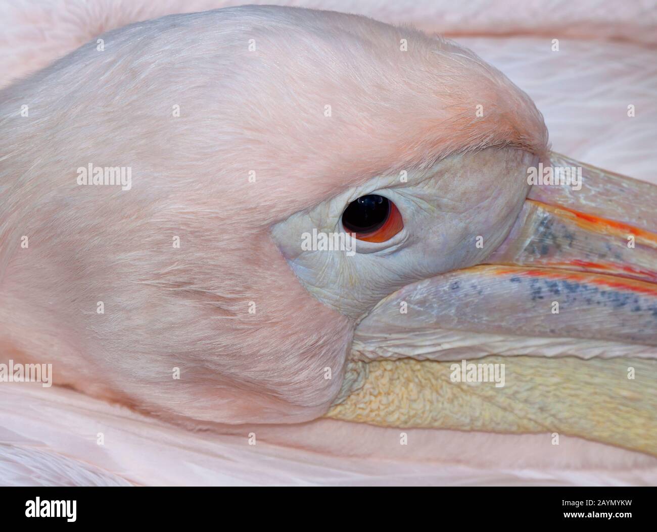 Portrait d'un pelican Pelecanus onocrotalus [rose] Banque D'Images