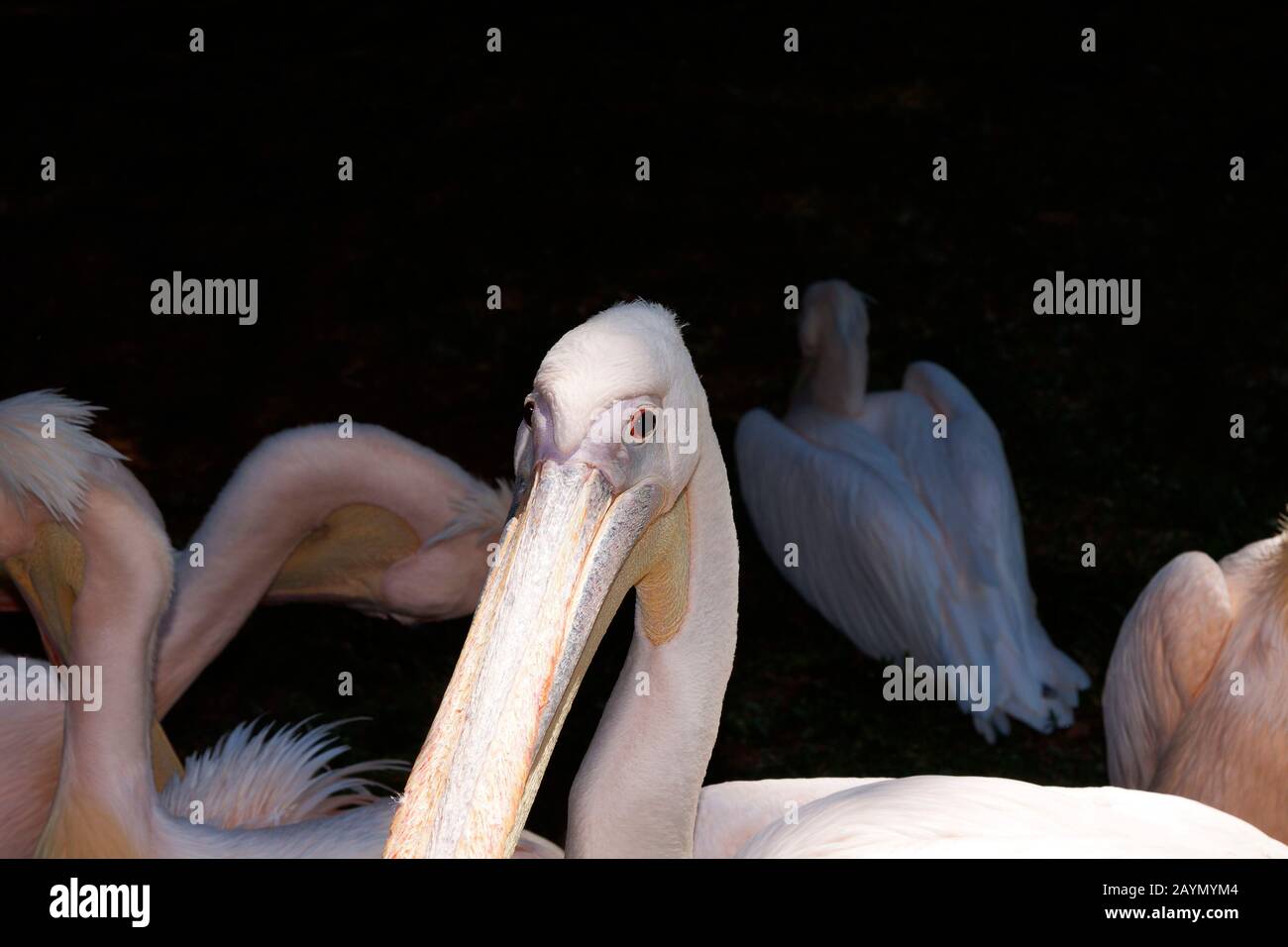 Portrait d'un pelican Pelecanus onocrotalus [rose] Banque D'Images