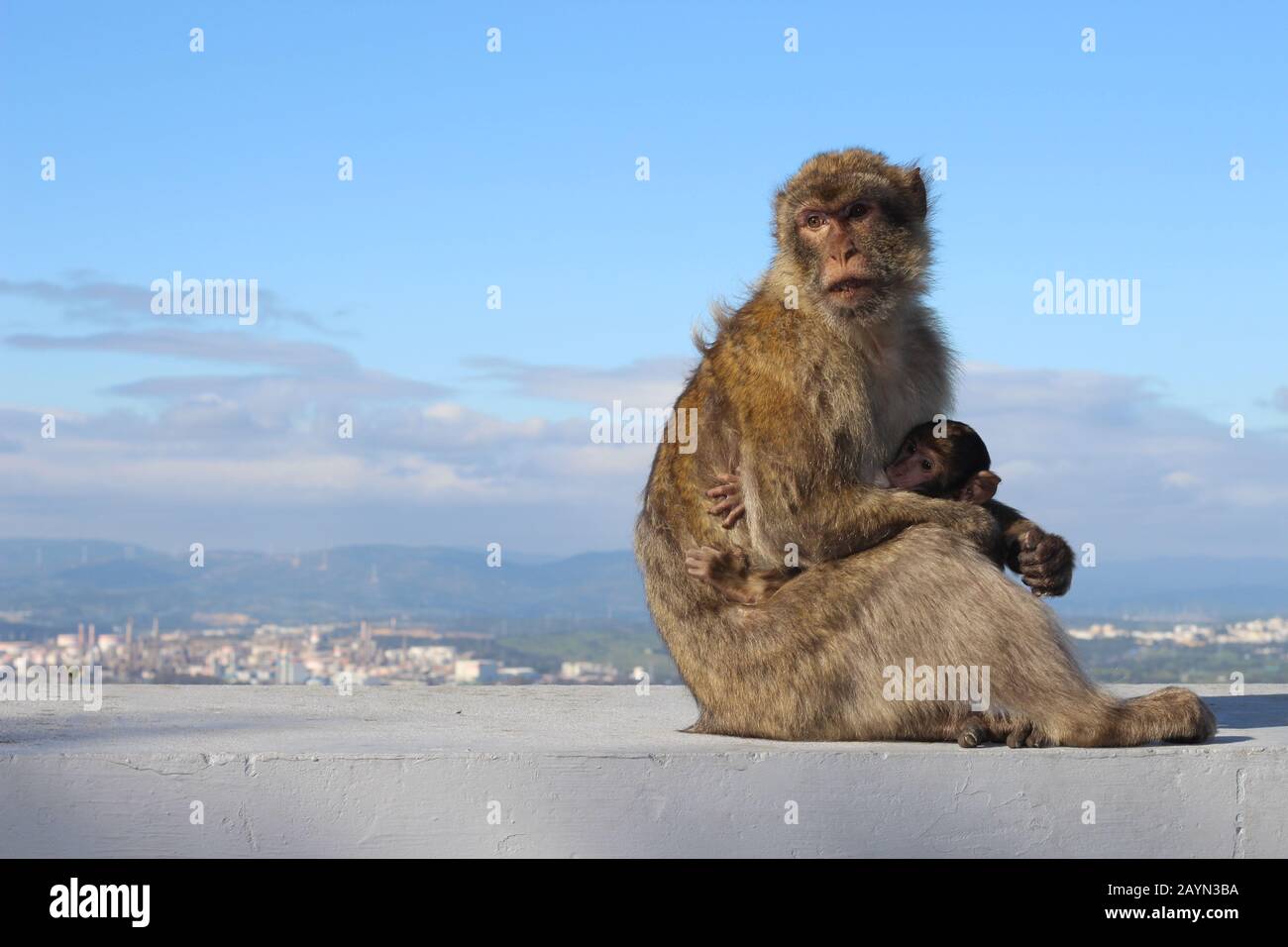 Macaques de Barbarie à Gibraltar (mère et bébé) Banque D'Images