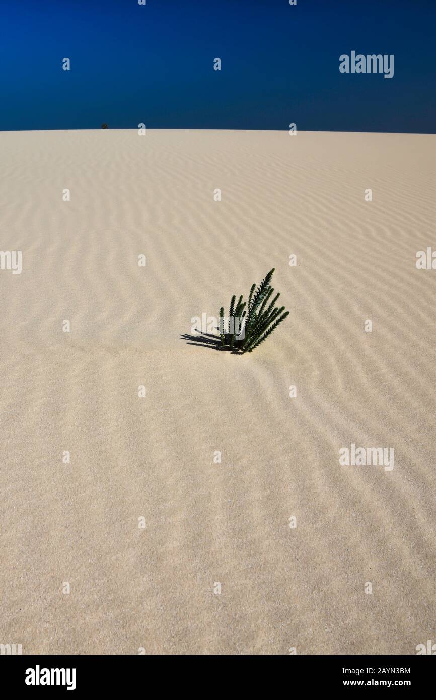 Plante verte solitaire sur dune de sable avec sable texturé donnant effet d'ondulation. Ciel bleu profond. Dunes De Corralejo, Fuerteventura, Espagne. Banque D'Images