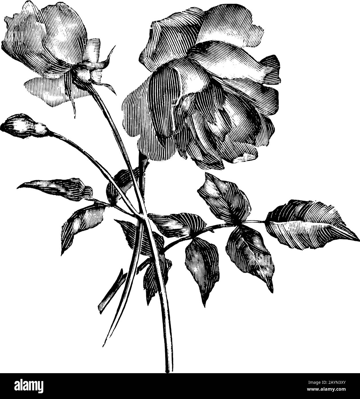 Illustration, gravure ou dessin à la main de la belle fleur de rose. Illustration de Vecteur