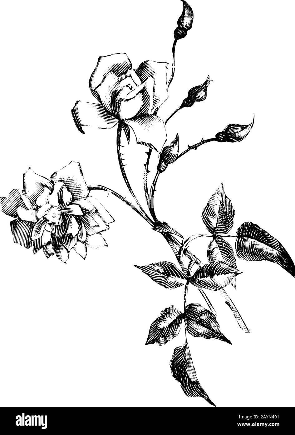 Illustration, gravure ou dessin à la main de la belle fleur de rose. Illustration de Vecteur