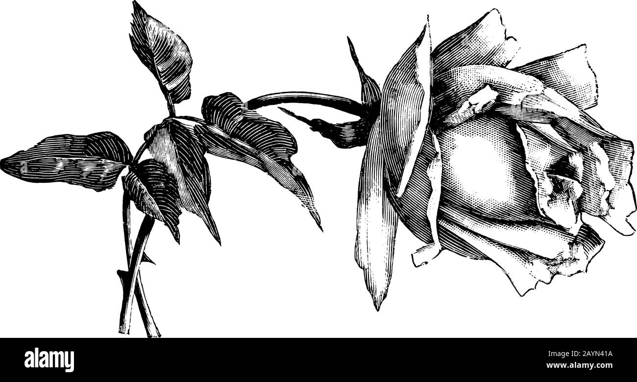 Illustration, gravure ou dessin à la main de la belle fleur de rose. Illustration de Vecteur