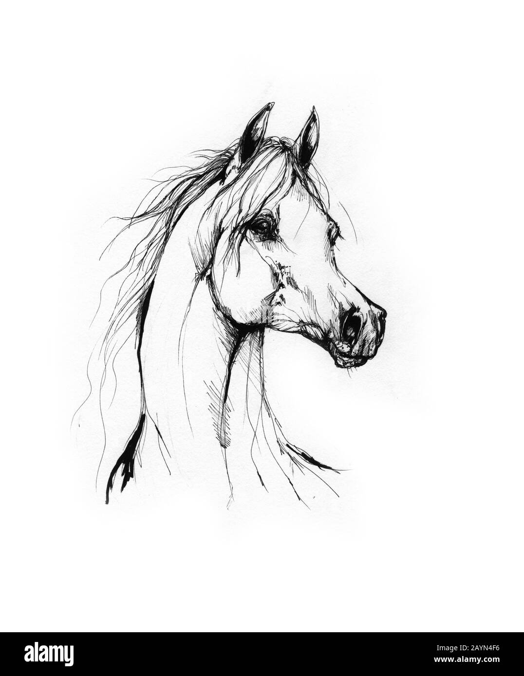 dessin de cheval Banque D'Images
