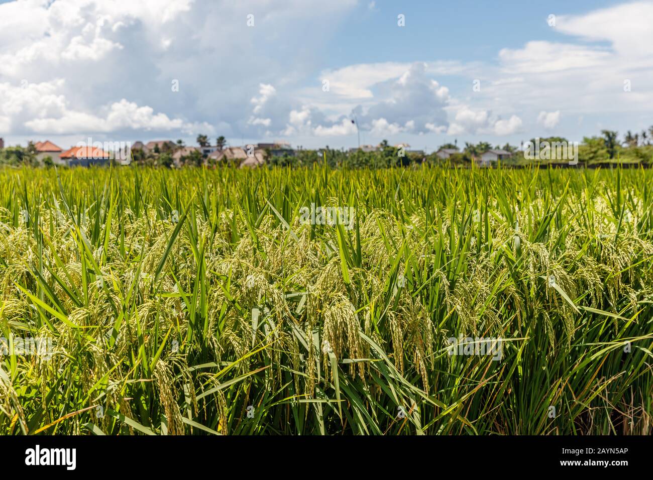 Champ de riz avec riz mûr prêt pour la récolte. Île De Bali, Indonésie Banque D'Images