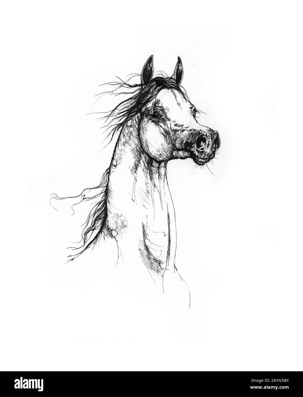 dessin de cheval Banque D'Images
