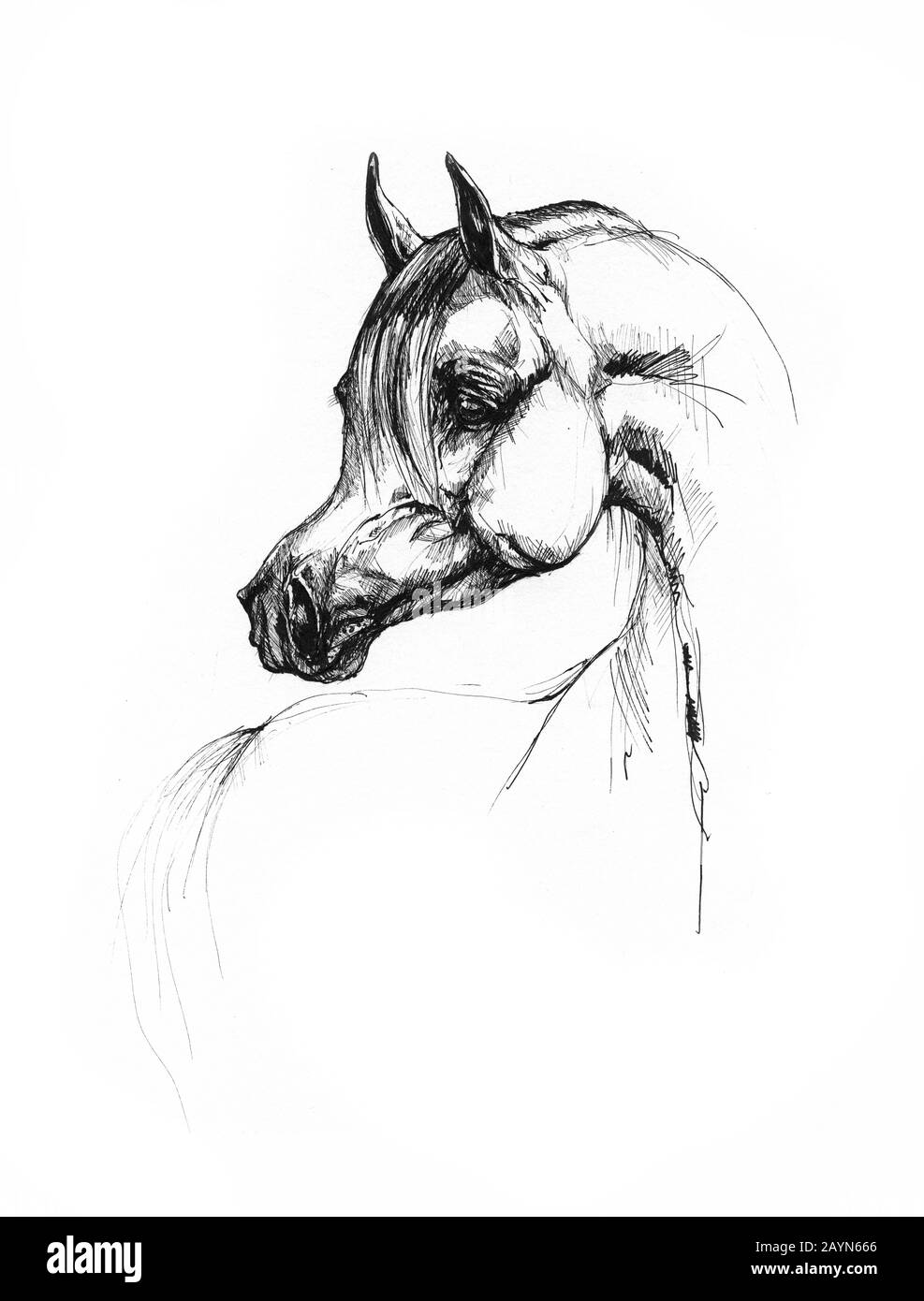 dessin de cheval Banque D'Images