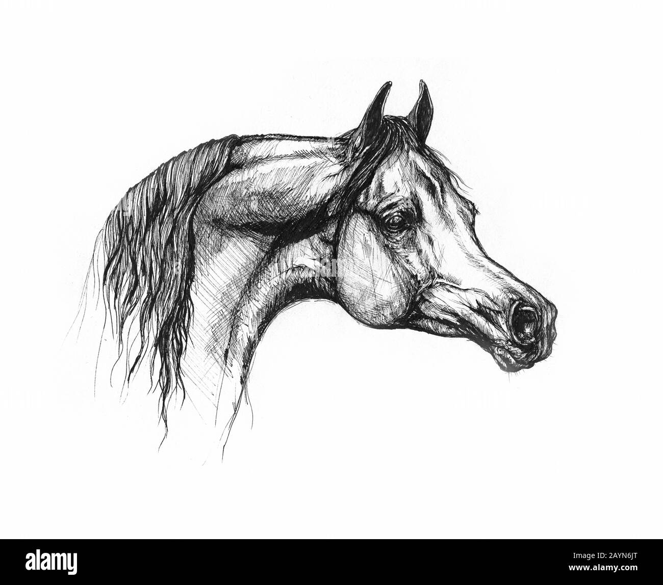 dessin de cheval Banque D'Images