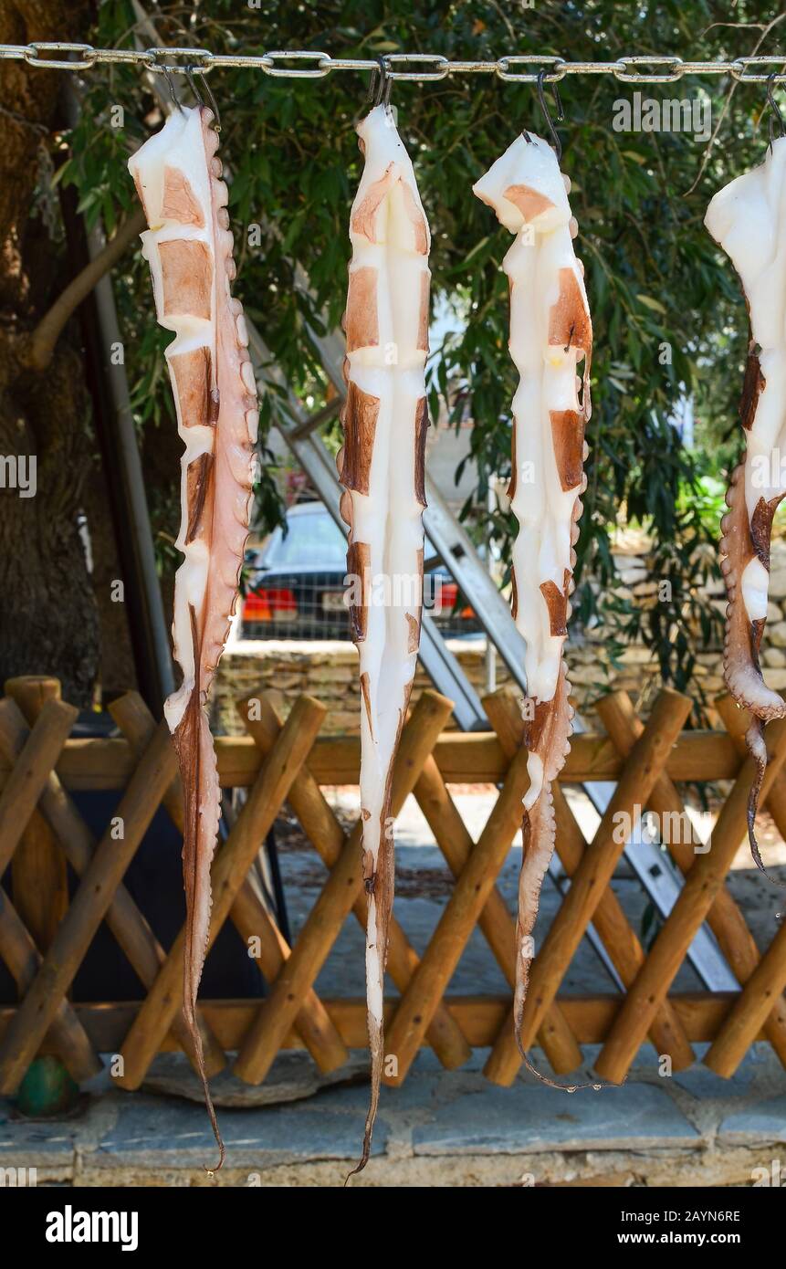 Tentacules de poulpe frais, méthode spéciale de séchage du soleil grec et du vent; huile d'olive revêtue comme protection contre les wasps; prêt pour barbecue après quelques d Banque D'Images
