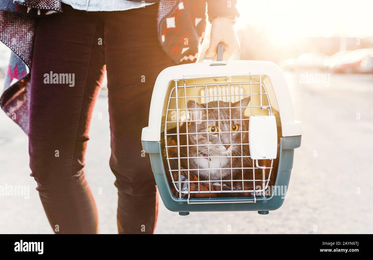 Une femme transporte un chat dans une cage en plastique spéciale ou un sac de transport vers une clinique vétérinaire Banque D'Images