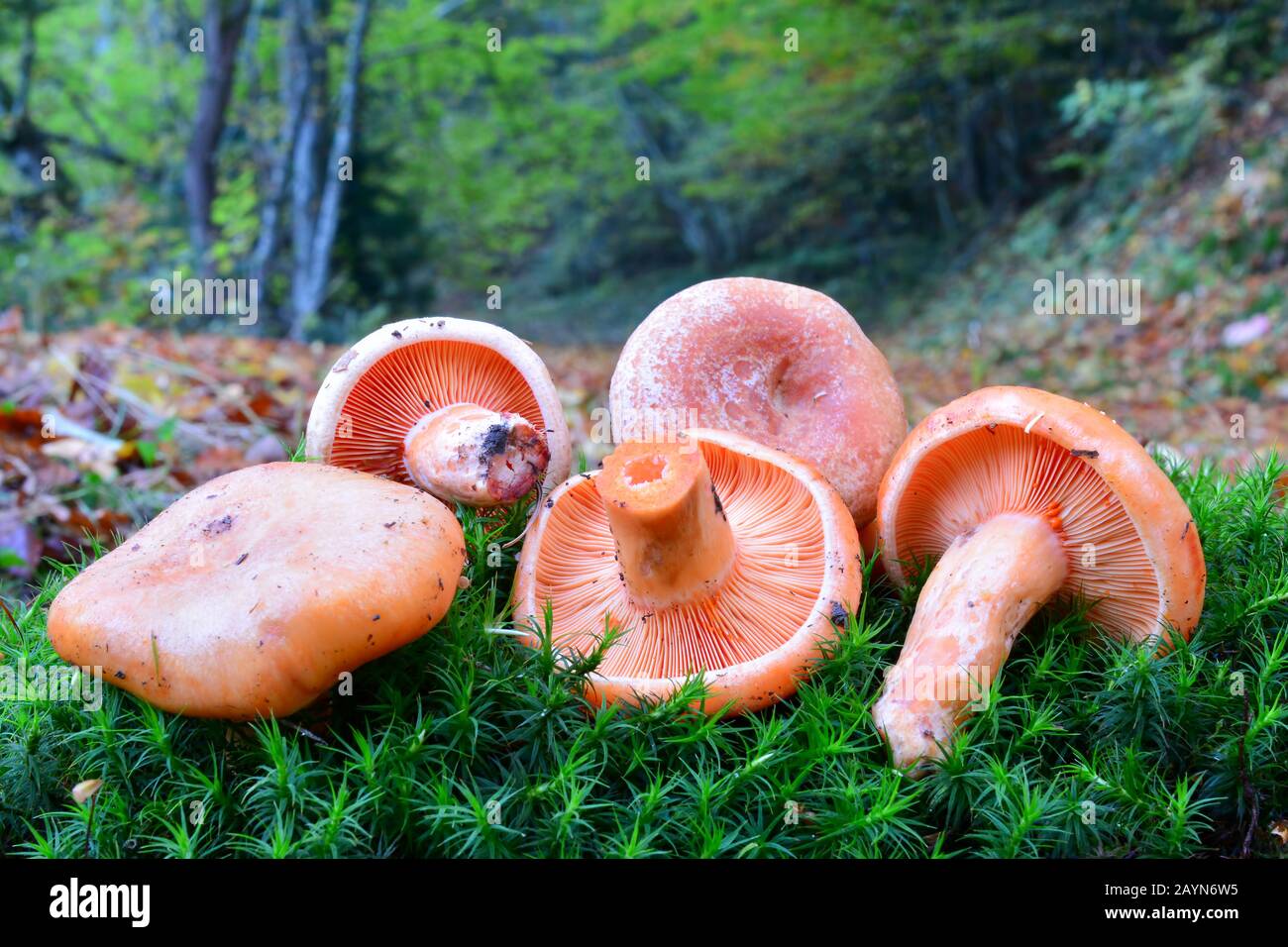 Groupe de cinq champignons Saffron Milkcap comestibles sauvages fraîchement récoltés ou Lactarius deliciosus, mis sur fond de mousse verte dans l'habitat naturel, mélangé Banque D'Images