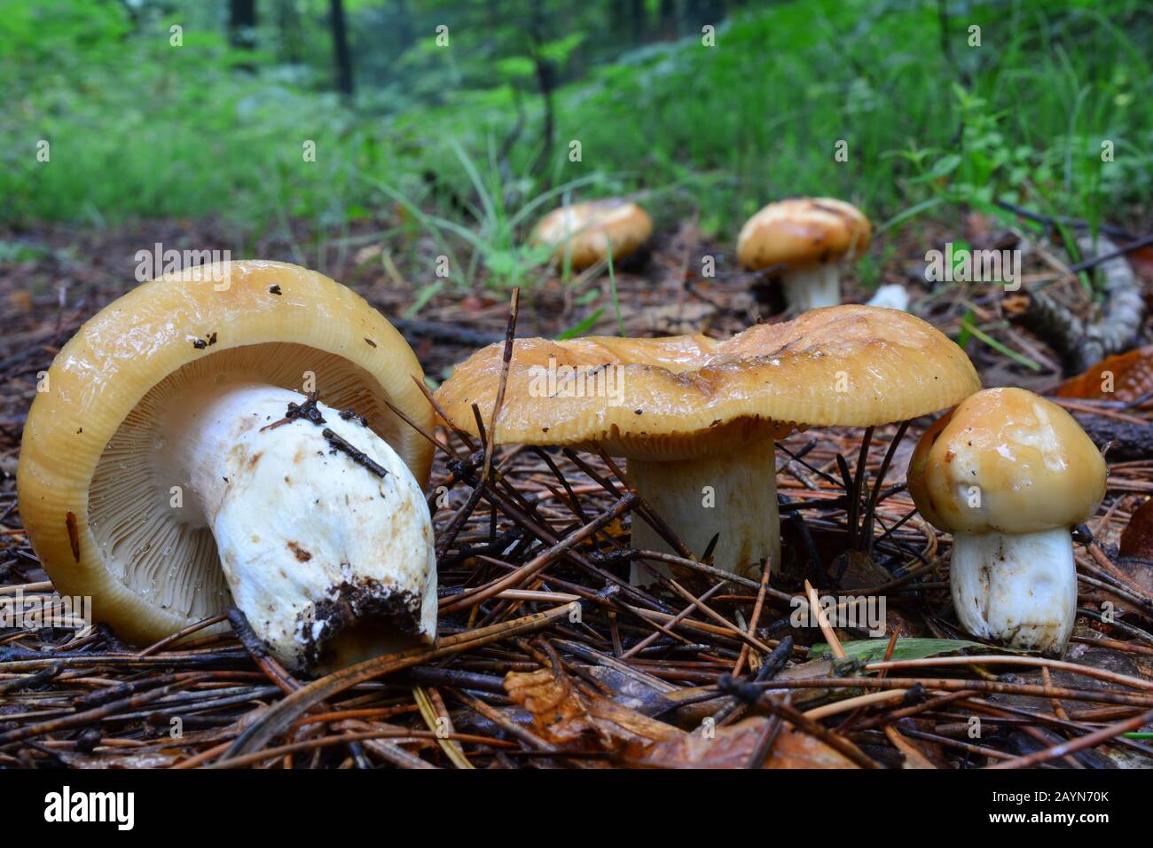 Russula foetens ou Piclage des champignons sauvages Brittlegill dans un habitat naturel, plusieurs spécimens dans différents stades de développement, visibles de tous les côtés Banque D'Images