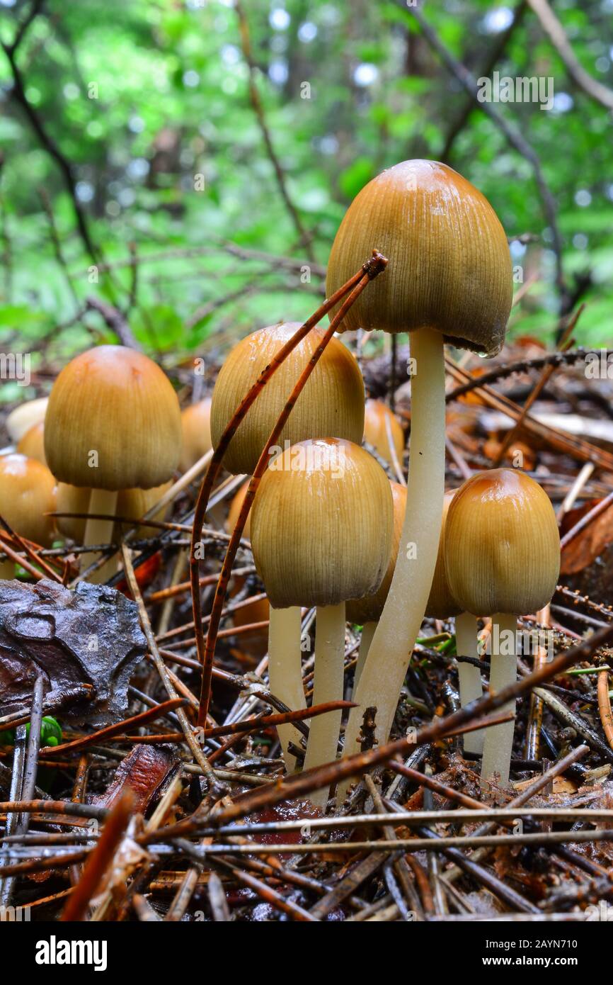 Grappe de champignons Coprinus micaceus ou inkcap À L'Écoute, mouillés après une forte pluie au début de l'été, à partir du sol d'aiguilles de pin décalées, Jelova Gora Banque D'Images