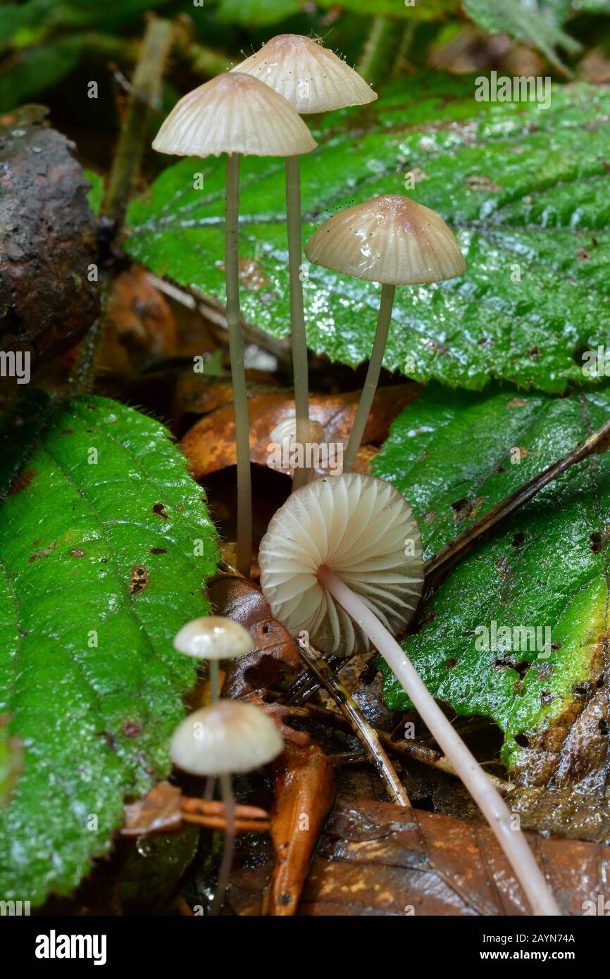 De minuscules champignons Mycena Capillaripes ou PinkEDGE Bonnet dans un habitat naturel, qui poussent à partir de terre d'aiguilles de pin délabré; Jelova Gora, Serbie Banque D'Images