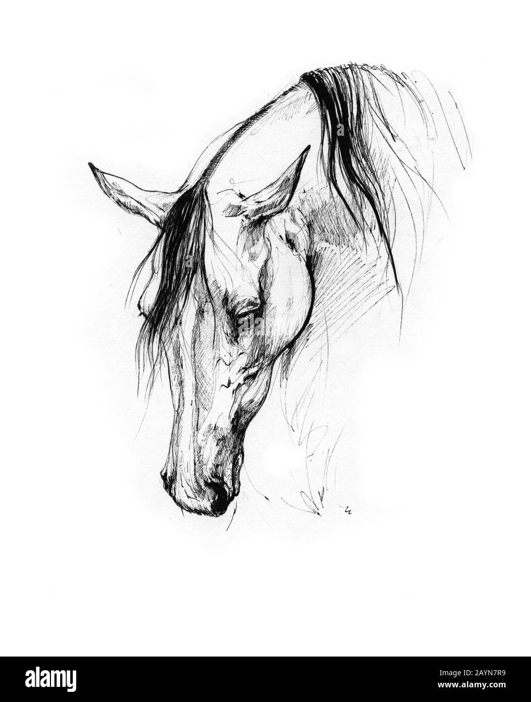 dessin de cheval Banque D'Images