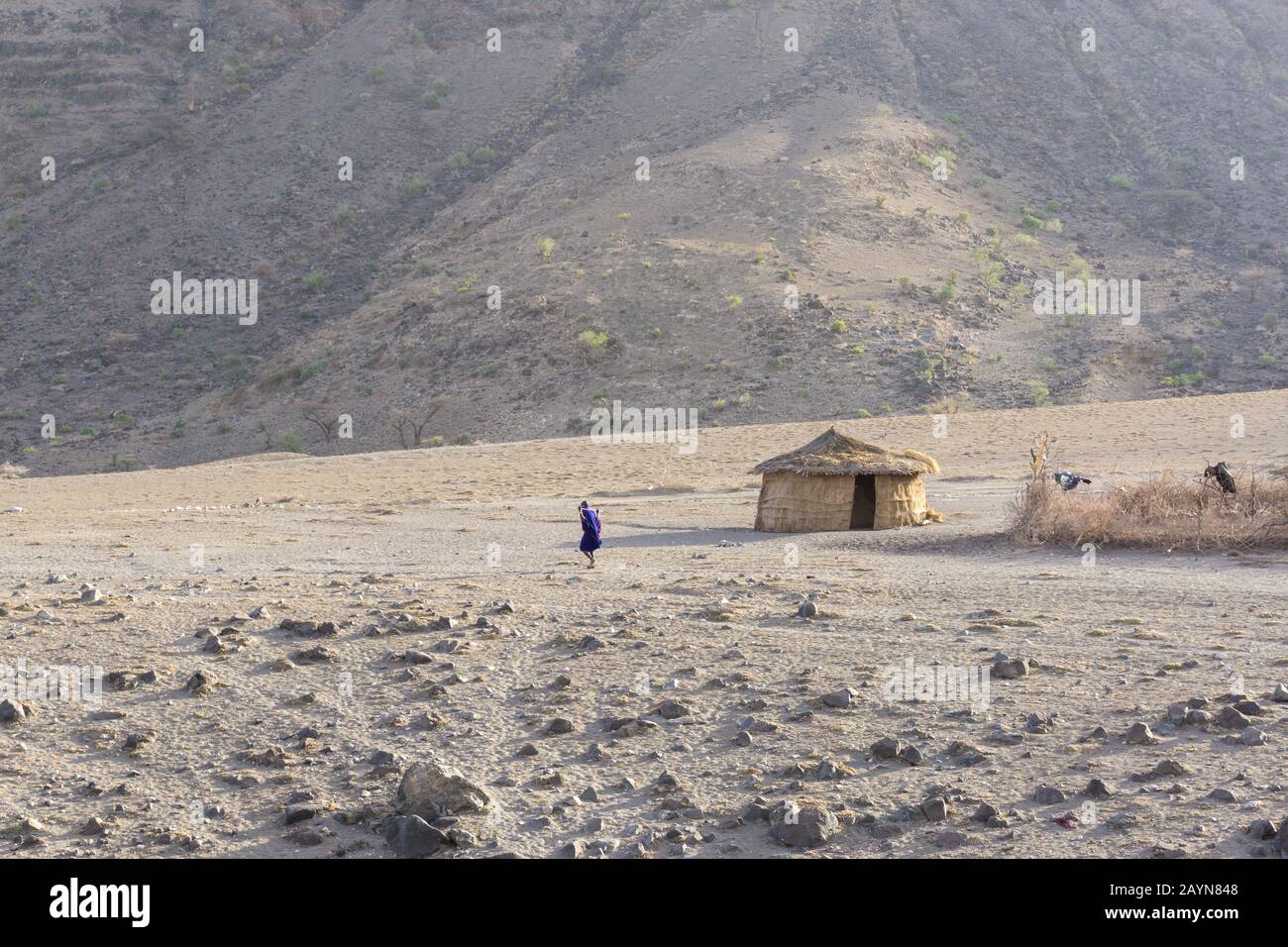 SERO NGARE. Tanzanie - 20 AOÛT 2019 : Maasai marche dans la région de Ngare Sero près du lac Natron et Du volcan Ol Doinyo Lengai en Tanzanie, en Afrique Banque D'Images